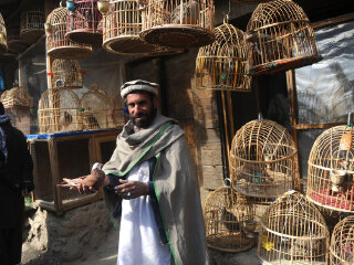 喀布尔鸟市场