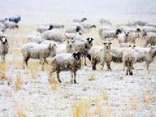 苏尼特社保度假村