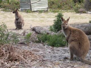 威廉山国家公园