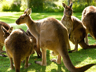 希尔斯维尔野生动物保护区