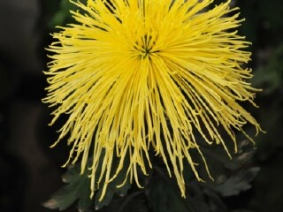 水上公园盆景园