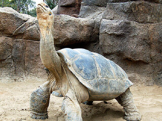 澳大利亚悉尼爬行动物公园