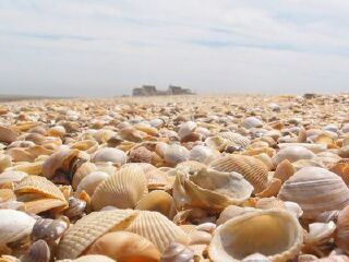 滨州贝壳堤岛与湿地国家级自然保护区