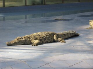 三攀大象鳄鱼表演园