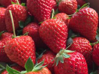 天津芝心园草莓采摘园