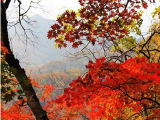 枫林谷森林公园