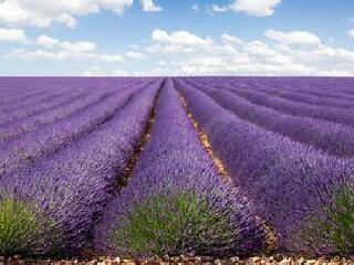 雅思迷宫及薰衣草花园