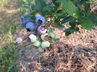 上海蓝莓文化体验园
