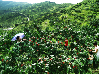 大梨树生态农业观光旅游区