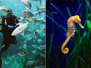 墨尔本海洋生物水族馆