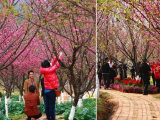 天适樱花悠乐园