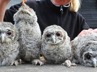 巴拉瑞特野生动物园
