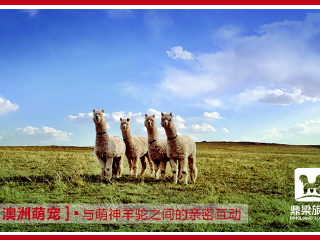鼎梁羊驼主题乐园