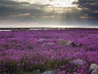 成都普罗旺斯薰衣草庄园