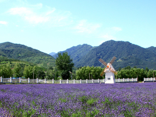 沈阳紫烟薰衣草庄园