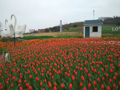 成都漫花莊園鬱金香花展好玩嗎?(已解決)_遊客點評_途牛