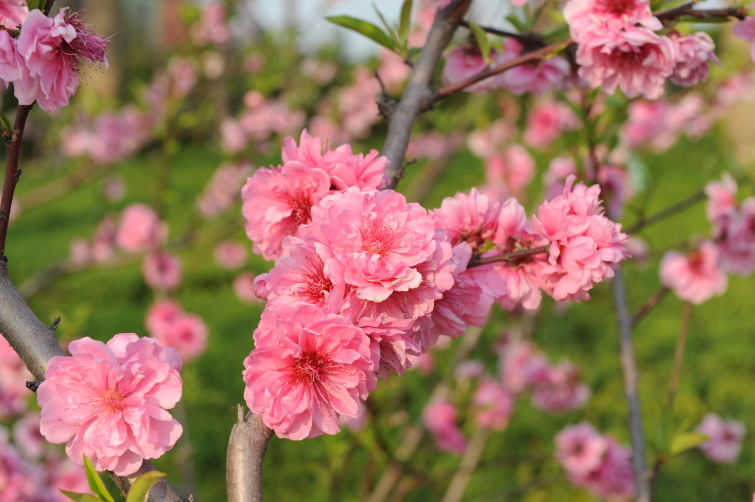 泰州凤城河桃园景区