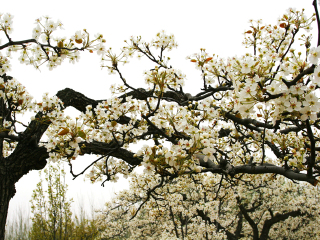 夏津黄河故道森林公园