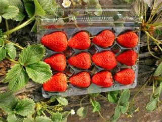 乐乐草莓采摘园