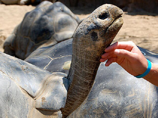 澳大利亚悉尼爬行动物公园