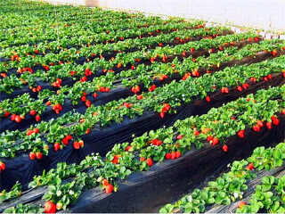 大连金州草莓园