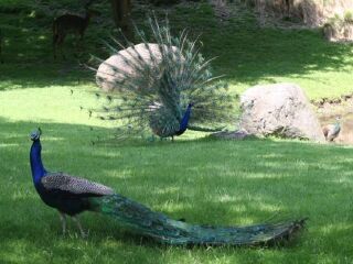 布朗克斯动物园