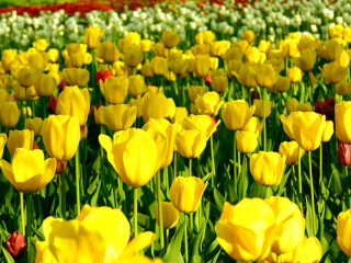 2015荷兰郁金香花卉节