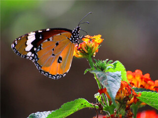 大连旅顺蝶恋花蝴蝶园