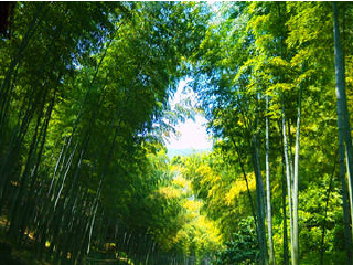 宜兴竹海风景区