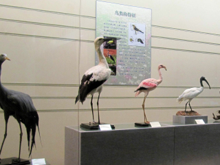 向海鸟类博物馆