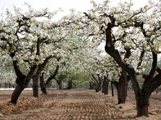 什川梨园