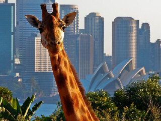 悉尼塔龙加动物园