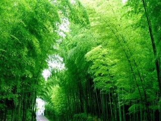 竹海明珠避暑山庄