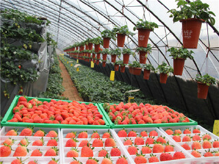 大连金州草莓园