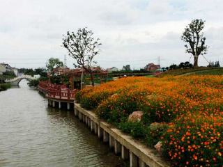上海周浦花海