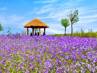 汶上莲花湖湿地