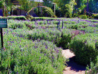 雅思迷宫及薰衣草花园