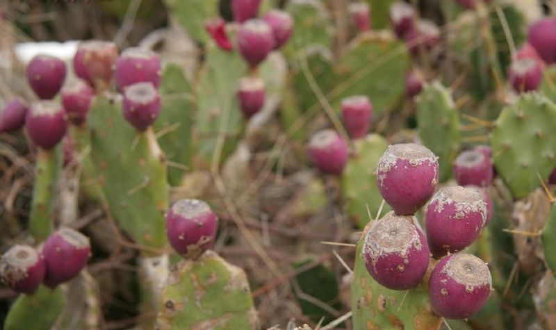 百年草仙人掌蜂蜜