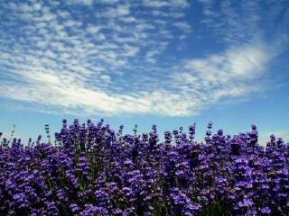 长英薰衣草花卉公园