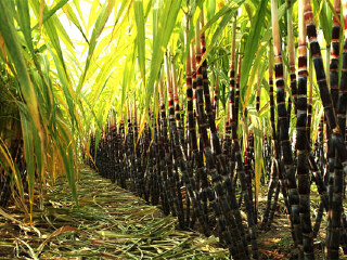 夏威夷大岛热带雨林瀑布
