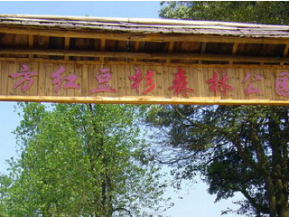 乳源红豆杉森林公园