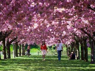 美国国家植物园
