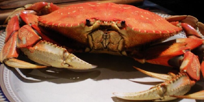 dungeness大螃蟹dungenessbigcrab