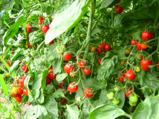 昆山星期九休闲农庄