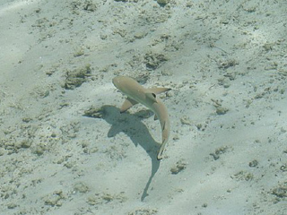 基韦斯特岛水族馆