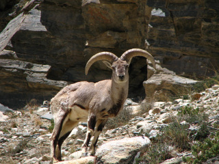 拜城县国际狩猎场