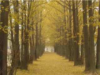 郯城新村银杏园