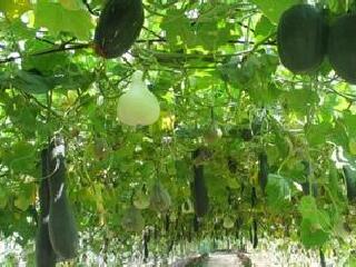 黑龙江省农科院园艺博览园