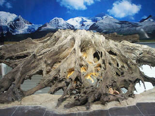 湖州古木艺术馆