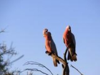 弗朗索瓦佩伦国家公园